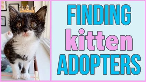 How To Find A Home For A Foster Kitten Youtube