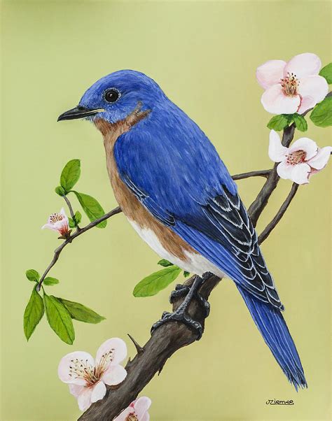 Bluebird Painting By Jim Ziemer Fine Art America