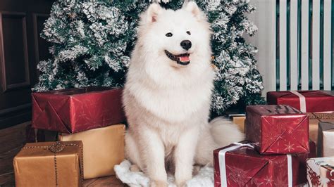 White Samoyed Dog Is Sitting In Christmas Tree Background With T