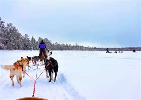 People In Husky Dogs Sled At Rovaniemi In Finland Lapland Stock Image