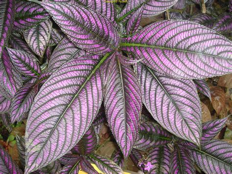Beginner Gardeningbest Perennials To Plant Near Purple Leaf Shrubs
