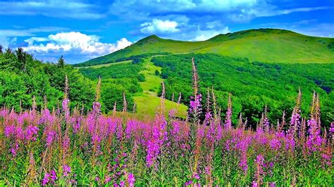 Wonderful Spring Colours In The Nature Flowers And Mountains