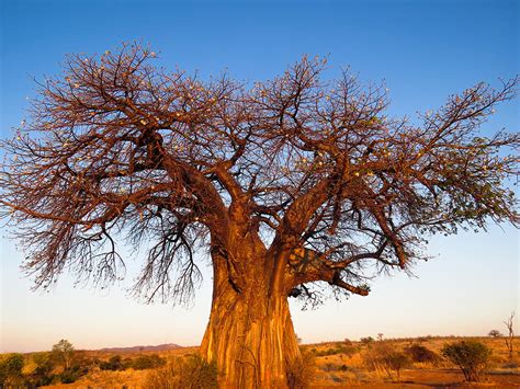 The Baobab An Iconic African Tree Safari