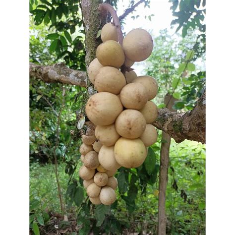 Buah Dokong Fresh Manis 1kg Shopee Malaysia