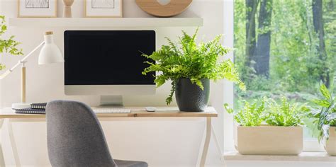 12 Best Plants For The Office Low Light Plants For Office Desk