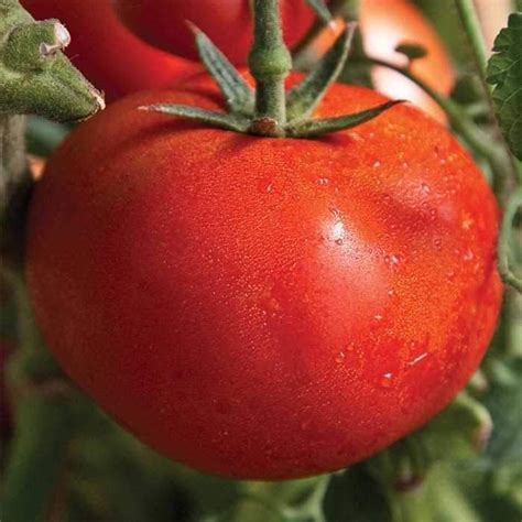 Buy Tomato Seeds Early Girl Hybrid Disease Resistance 52 Days To