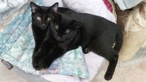 Danish Couple Adopts Black Cats From 4800 Miles Away
