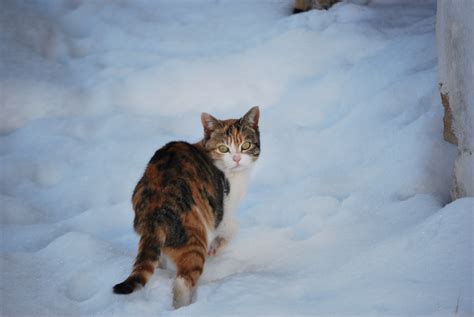 Free Images Snow Winter Kitten Weather Season Fauna