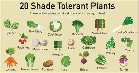 20 Shade Tolerant Plants To Grow In Your Garden This Summer