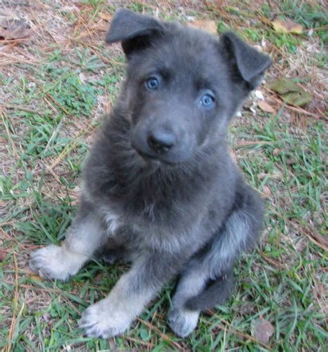 Blue bay shepherds are also good pets. Blue German Shepherd Puppy | PETSIDI