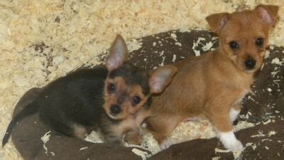Puppies for sale near maine. Classified - 4315805 | Uncle Henry's | Corgi, Dogs