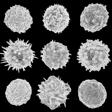 Lymphocytes Neutrophil Basophil B Cells T Cells Monocyte 3d Model