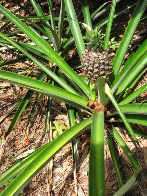 Learn How To Grow A Pineapple In Your Backyard Or Flower Pot Detailed Guidevideo