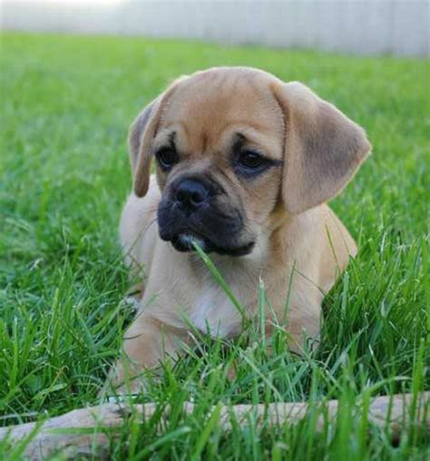 Pin By Jasmin Porstorfer On I Love Puggles Puggle Puppies Cute