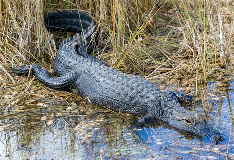Alligators In The Shark Valley Area Of The Everglades Nati Flickr