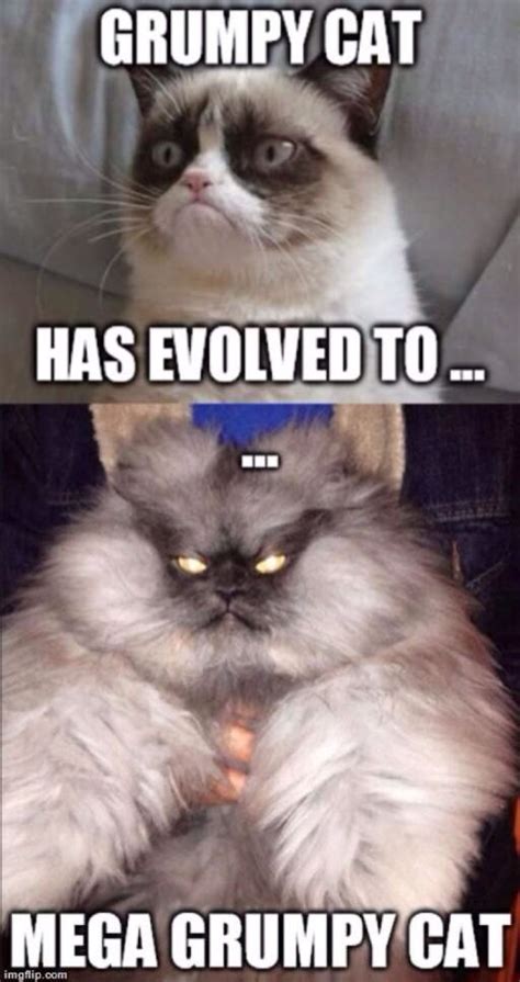 Its A Were Cat Grumpy Cat Quotes Funny Grumpy Cat Memes Cat Jokes