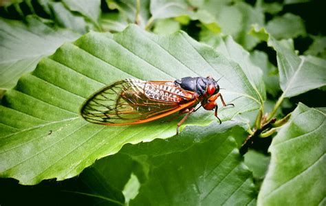 Billions Of Cicadas To Emerge After 17 Years Island Life Nc
