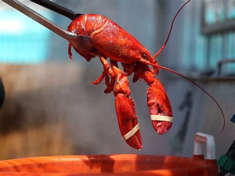 Lobster Prices Are On The Rise Business Insider