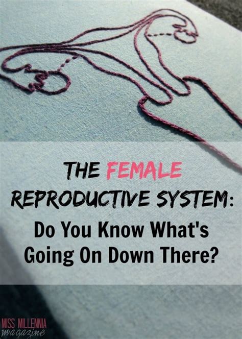 Female Reproductive System Facts Every Women Should Know