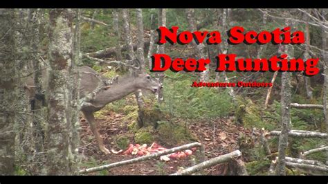 Nova Scotia Deer Hunt Youtube