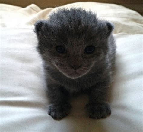 Baby Kitten Grey 11 Days Old By Lady Sofia On Deviantart