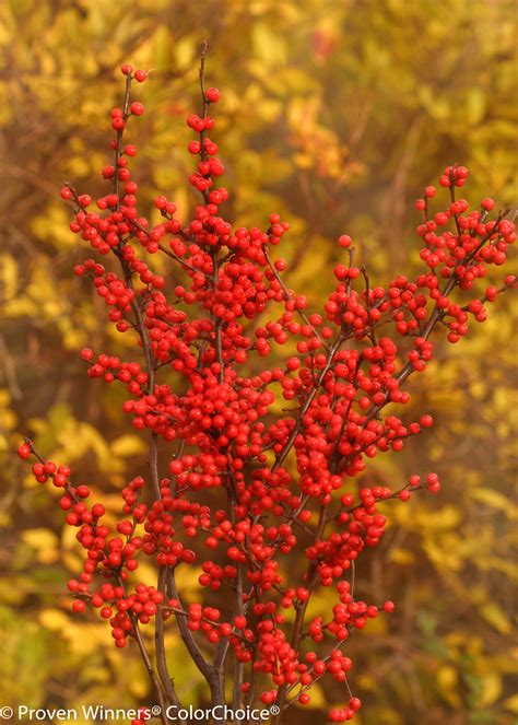 Ilex Verticillata ‘berry Heavy Female Winterberry Holly Maple Hill