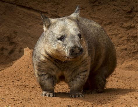 the northern hairy nosed wombats by shaina kim