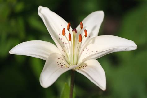 Symbolism Of The Lily The Flower That Is A Part Of History Gardenerdy