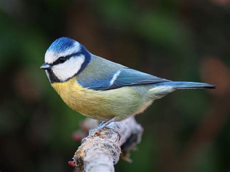 20 Most Common Irish Garden Birds Easy Identification Guide