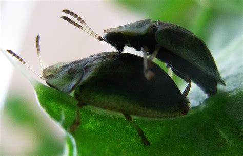 It Depends On The Level Of Stiffness Researchers Investigate Beetle