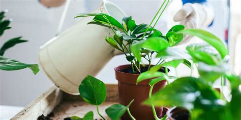The Ultimate Guide To Watering Indoor Plants When To