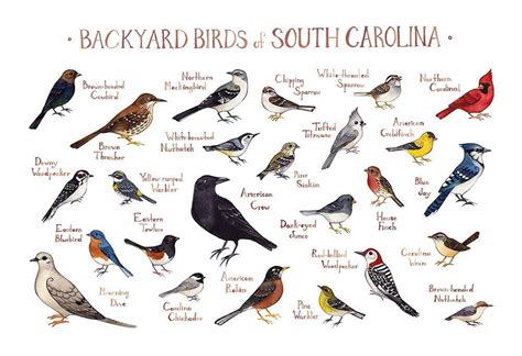 Bird Identification Chart A Visual Reference Of Charts Chart Master