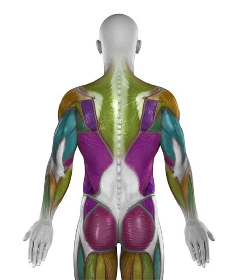This muscular system chart shows in detail the deep layers of muscle on the back side of your body. Biceps - Anatomy Muscles — Stock Photo © decade3d #28192899