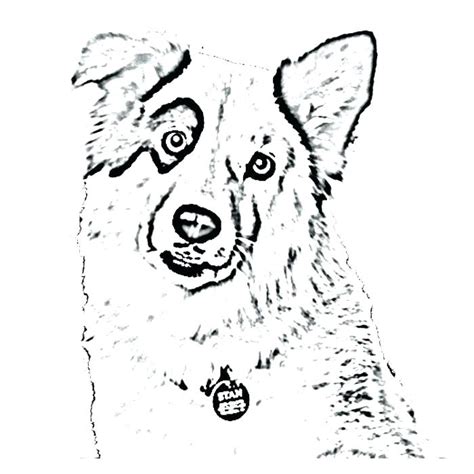 Coloring Pages Of Border Collie Coloring Pages