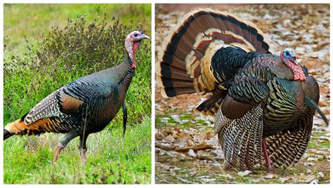 during mating season male wild turkeys will perform a strut to impress females this involves