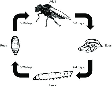 Life Cycle Of Eye Gnats Liohippelates Pusio Modified From Bethke Et