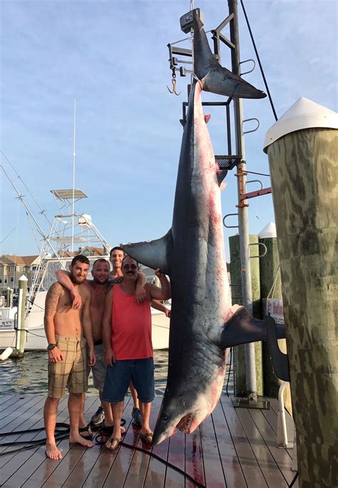 New Jersey Fishing Crew Catches 926 Pound Mako Shark Time