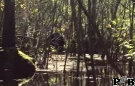 Bigfoot Believers Prepare For 2nd Florida Skunk Ape Conference New