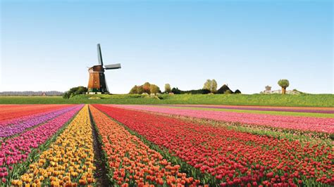 Cánh đồng Hoa Tulip Lisse Hà Lan
