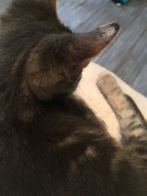 My 13 Week Old Cat Has Scabs And Hair Loss On His Head Near His Ears