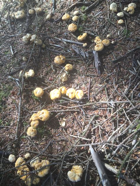 Chanterelles Mushrooms With Images Stuffed Mushrooms