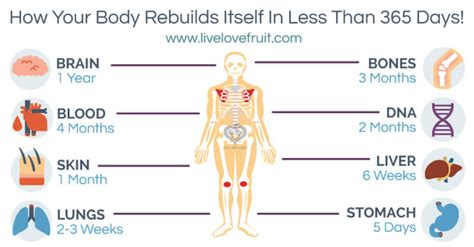 How Your Body Rebuilds Itself In Less Than 365 Days Wellness Plant