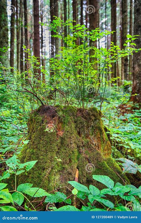 Old Mossy Tree Stump In Green Sunlit Forrest Floor Stock Image