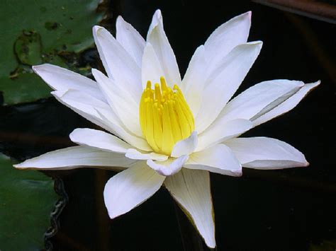 We Love Our Bangladesh White Water Lily Or Sada Shapla Is The National