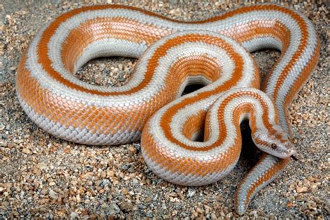Boa Snake Amazing Facts And Latest Pictures Animals Lover