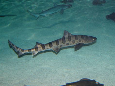 Hundreds Of Leopard Sharks Are Dying In San Francisco Bay