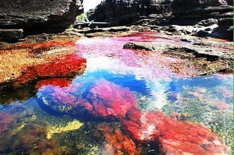 Caño Cristales The Most Beautiful River In The World