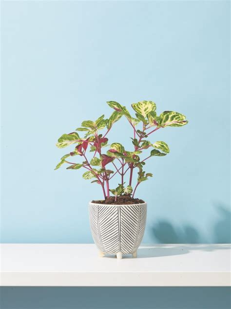 20 Indoor Plants That Are Easy To Care For Indoor Plants