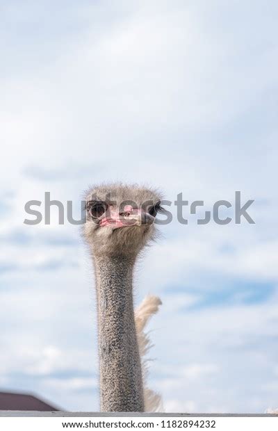 Screaming Ostrich Open Mouth Portrait Selective Stock Photo Shutterstock