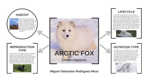 Arctic Foxes Life Cycle The Adventures Of Zorro Mom Foxes Have